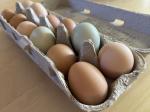 Food For Thought-Cage-Free Eggs