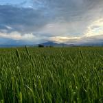 Wyoming Heritage Grains - Grains (AP Sifted Flour)